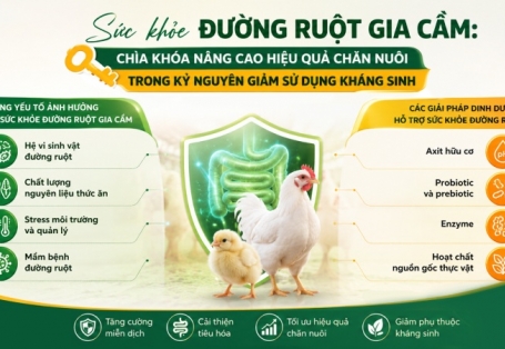 Sức khỏe đường ruột gia cầm: Nền tảng trong chiến lược dinh dưỡng hiện đại